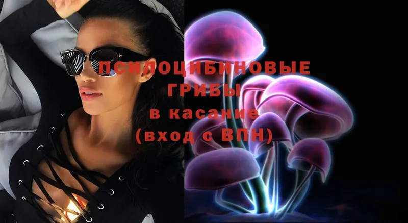 где найти   Вельск  Галлюциногенные грибы Psilocybine cubensis 